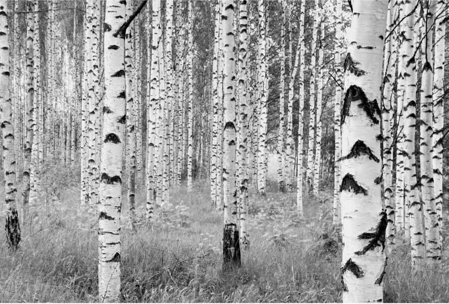 Komar Vliesbehang Vlies Woods Afmeting 368 x 248 cm