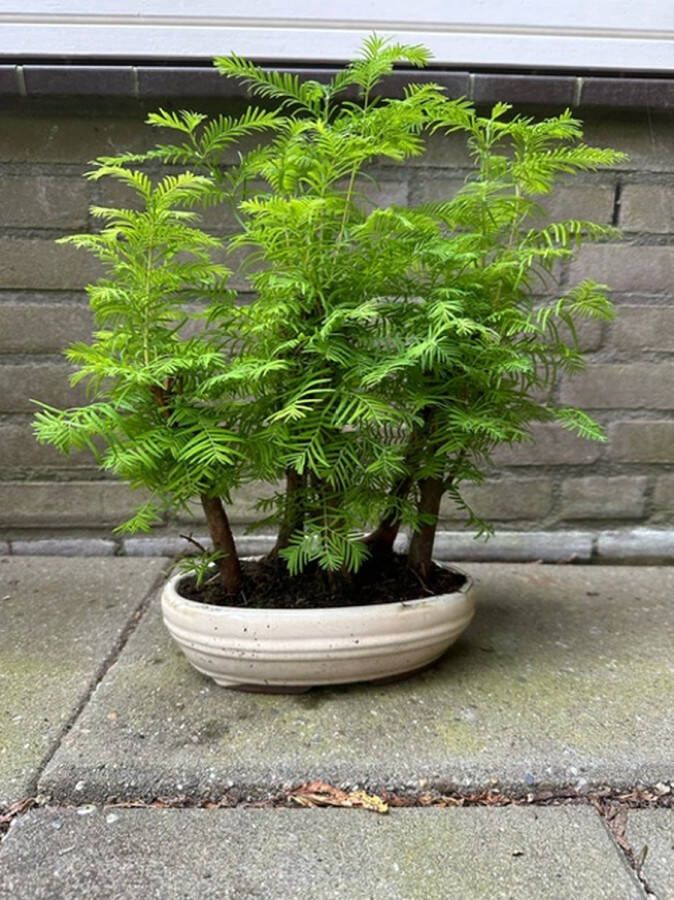 FR Service Outdoor Bonsai Metasequoia Forest Bonsai Tuinplant Pot 24 cm lang- 15 cm breed- Hoogte 40cm – bonsai boompje – 8 jaar 5 stam keramiek pot
