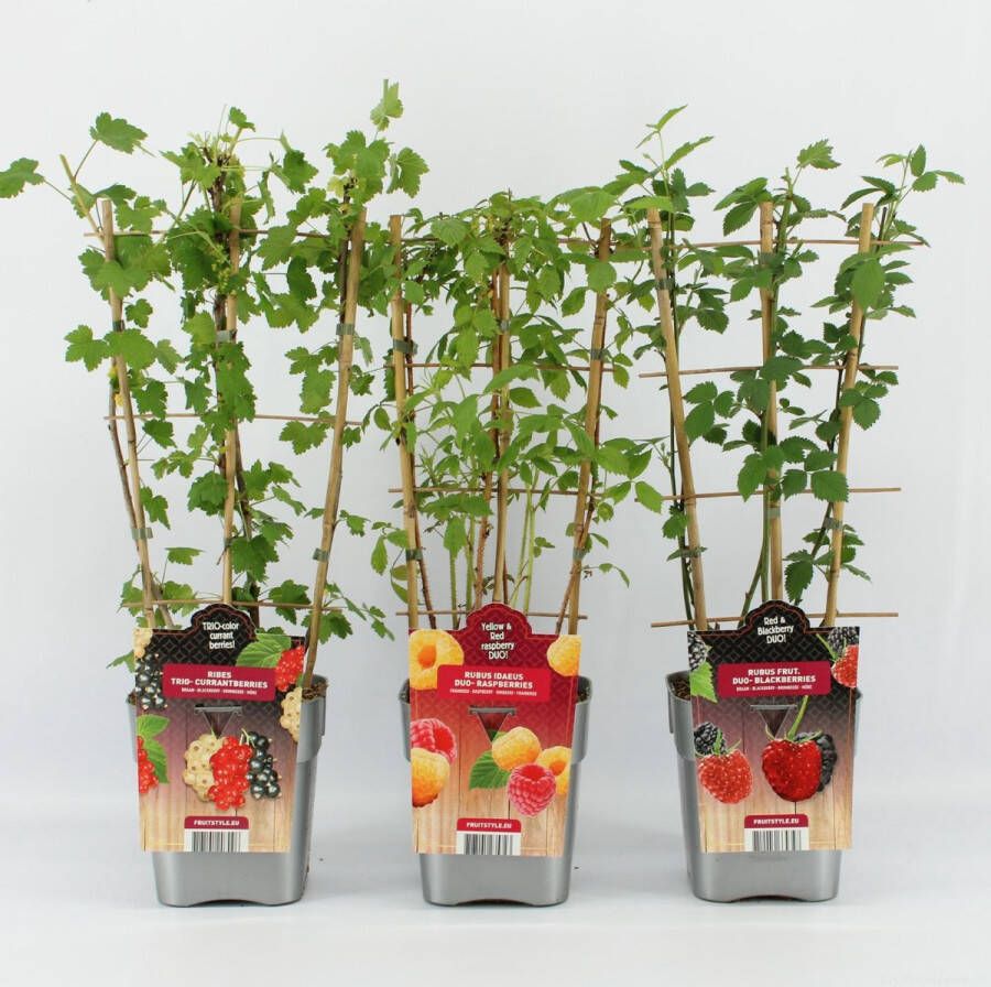 Fruit Plants Bijzondere Fruitplanten Mix Trio Bes DUO Braam en DUO Framboos op rek Hoogte 60 70 cm