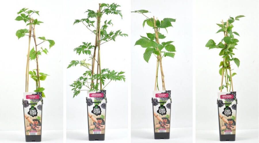 Fruit Plants Bramen fruitplanten mix set van 4 verschillende soorten Zwarte Bramen- hoogte 30 40 cm