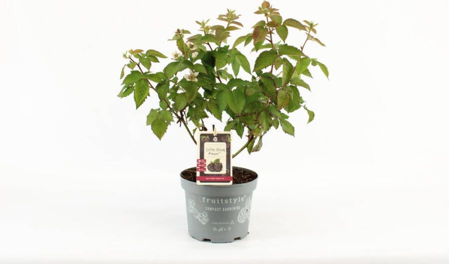 Fruit Plants Compacte fruitplant Rubus fruticosus 'Little Black Prince' Zwarte Braam hoogte 30-40 cm