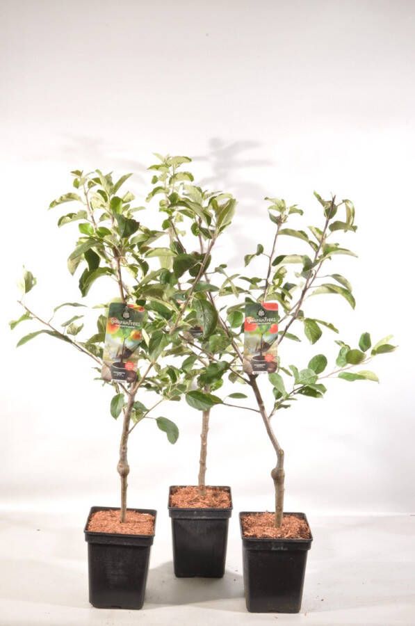 Fruit Plants Fruitbomen mix Patio 1 Kers 1 Appel en 1 Pruim set van 3 Fruitbomen Hoogte 90 100 cm