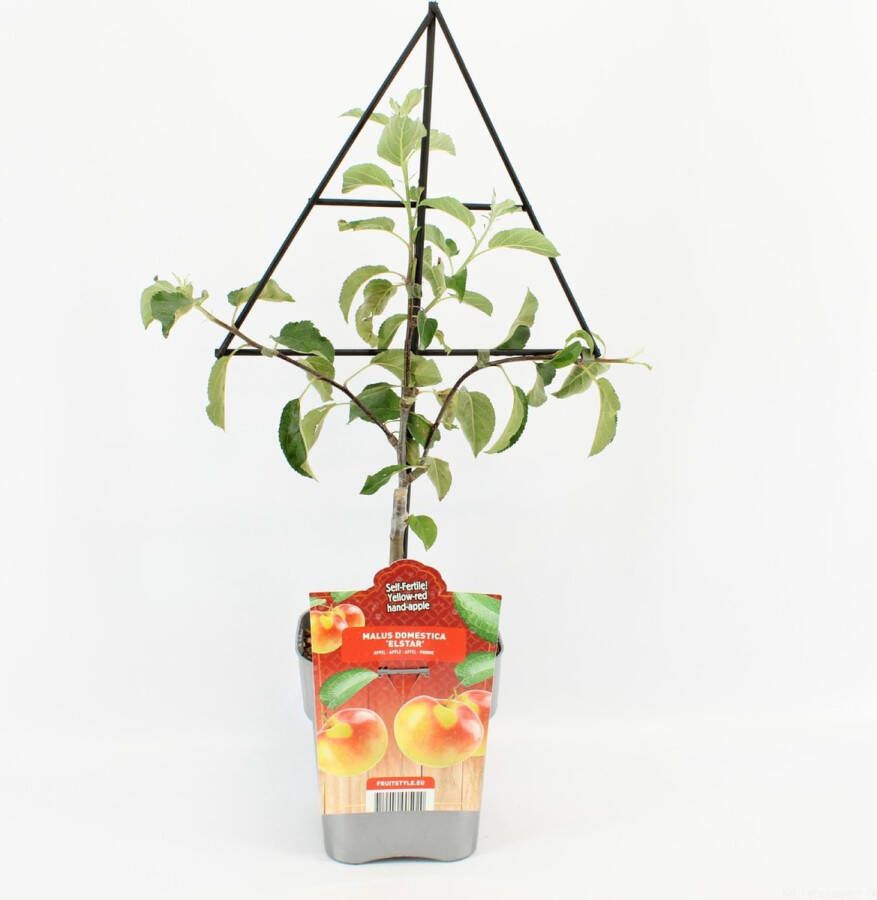 Fruit Plants Fruitplant Appel op driehoek rek Malus domestica 'Elstar' hoogte 60 70 cm