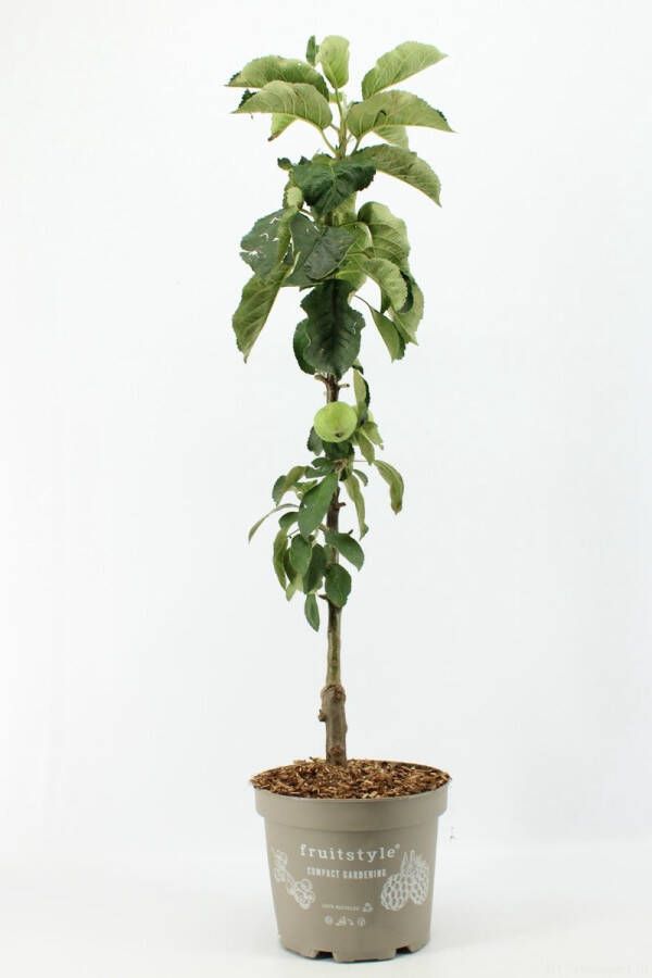 Fruit Plants Fruitplant Ballerina Appel Malus domestica 'Jonagold' (Appelboom) hoogte 90 100 cm