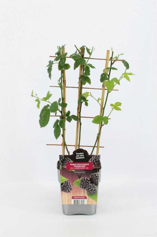 Fruit Plants Fruitplant Rubus fruticosus 'Thornfree' Zwarte Braam op rek Hoogte 60 70 Cm