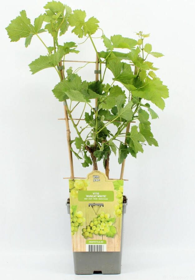 Fruit Plants Fruitplant Vitis vinifera 'Muscat White' (Witte druif) op rek hoogte 70 80 cm