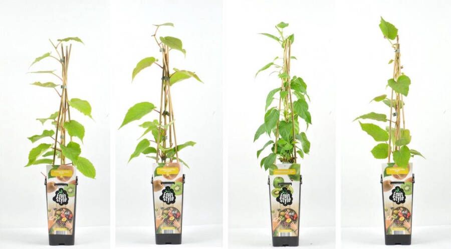 Fruit Plants Fruitplanten Kiwi mix set van 4 verschillende soorten Kiwi's hoogte 30 40 cm