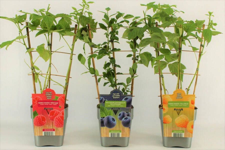 Fruit Plants Fruitplanten mix 3 verschillende soorten fruit 1 Blauwe Bosbes 1 Gele Framboos en een Rode Framboos- op rek Hoogte 60 70 Cm