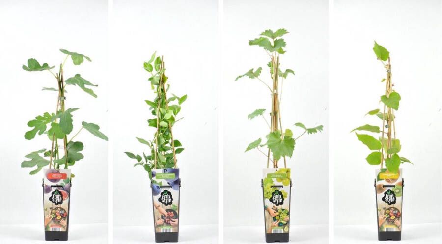 Fruit Plants Fruitplanten mix de Luxe! set van 4 fruitplanten: 1 Witte druif 1 kiwi 1 Blauwe bosbes en 1 Vijg hoogte 30 -40 cm