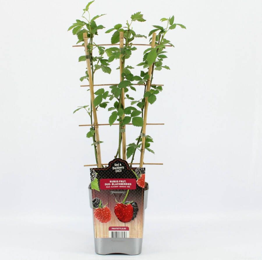 Fruit Plants Fruitplanten mix DUO Fruit Duo mix van 2 verschillende Bramen in een pot hoogte 60 70 cm