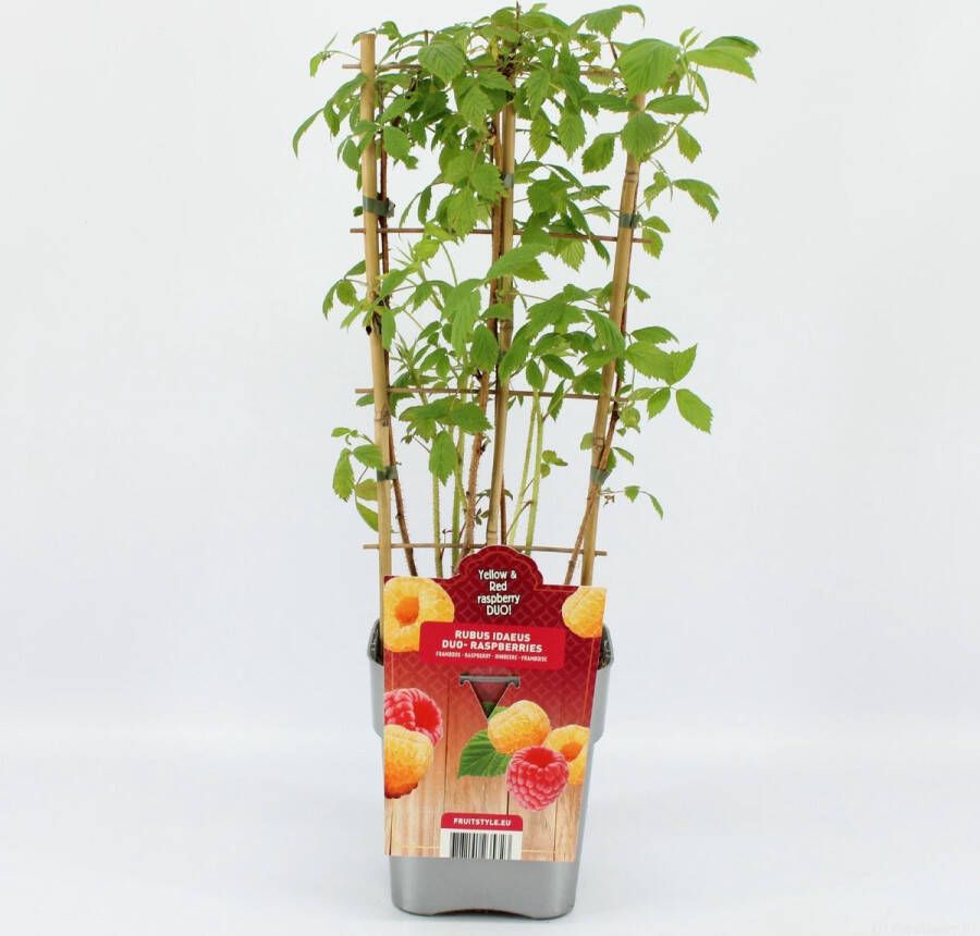 Fruit Plants Fruitplanten mix DUO Fruit Duo mix van 2 verschillende Frambozen in een pot 1 Gele Framboos 1 Rode Framboos- hoogte 60 70 cm