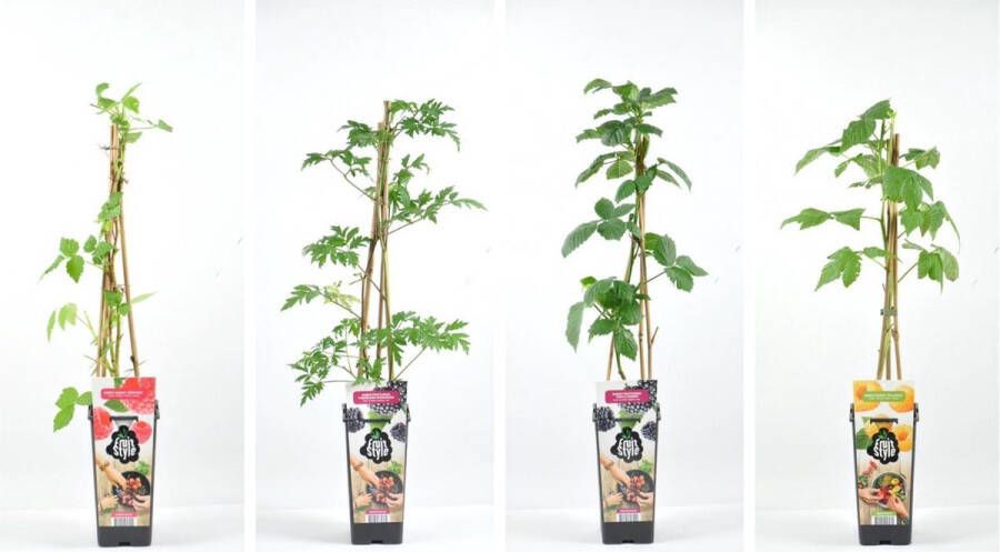 Fruit Plants Fruitplanten mix Framboos braam set van 2 frambozen en 2 bramen hoogte 30-40 cm