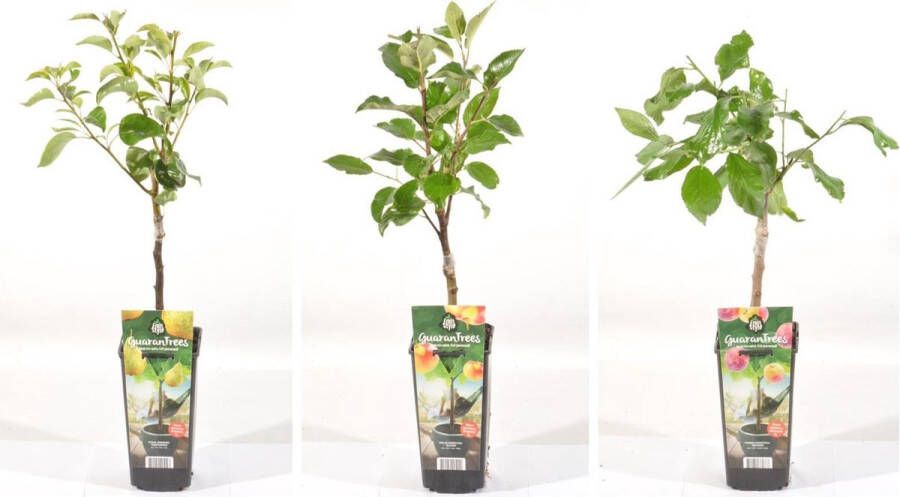 Fruit Plants Fruitplanten mix set van 3 1 Appel 1 Peer en 1 Pruim hoogte 60 70 cm