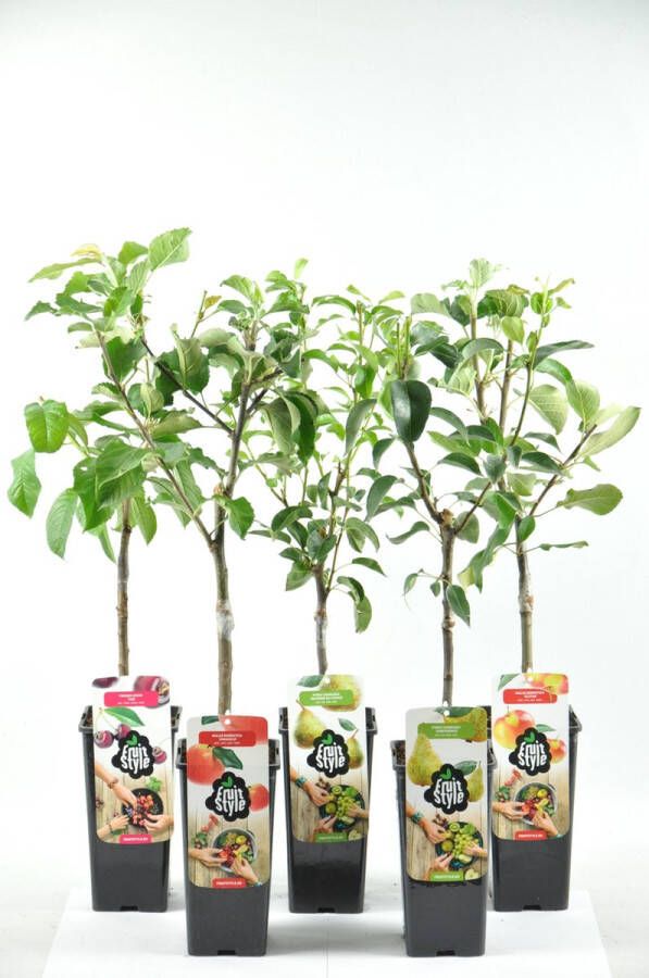 Fruit Plants Fruitplanten mix set van 5 2 Appels 2 Peren en 1 Kers hoogte 60 70 cm