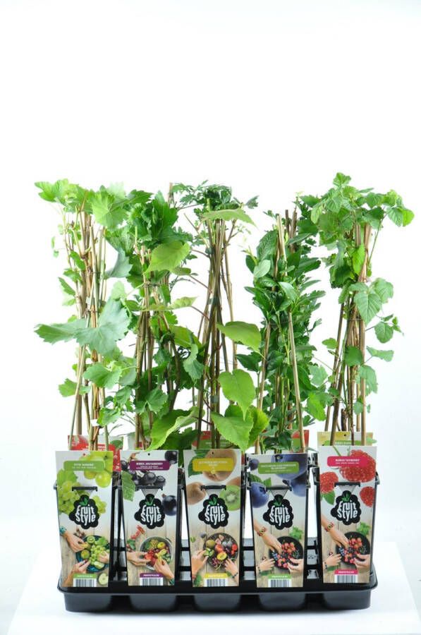 Fruit Plants Fruitplanten mix set van 5 verschillende soorten fruit hoogte 30-40 cm