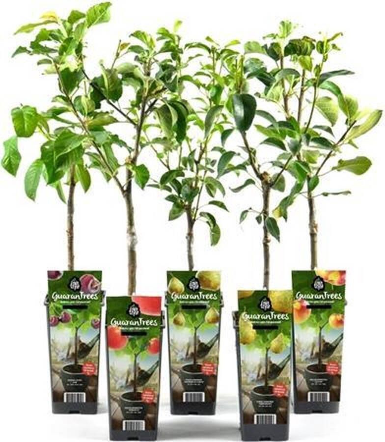 Fruit Plants Fruitplanten mix set van 6 2 Appels 2 Peren 1 Pruim en 1 Kers hoogte 60 70 cm