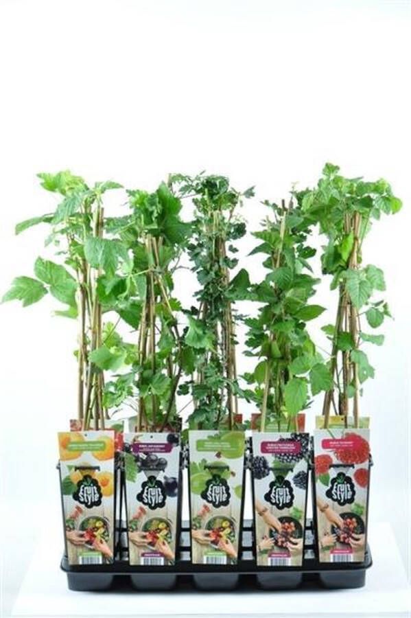 Fruit Plants Fruitplanten mix set van 6 verschillende soorten fruit hoogte 30-40 cm