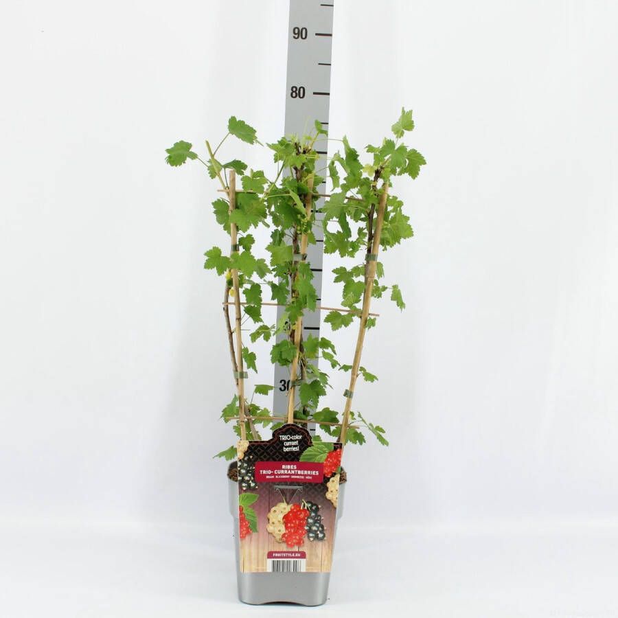 Fruit Plants Fruitplanten mix TRIO Fruit TRIO mix van 1 Witte bes 1 Rode bes en 1 Zwarte bes in een pot hoogte 60 70 cm