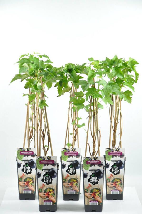 Fruit Plants Fruitplanten set van 5 Ribes nigrum 'Titania' Zwarte Bes hoogte 30-40 cm