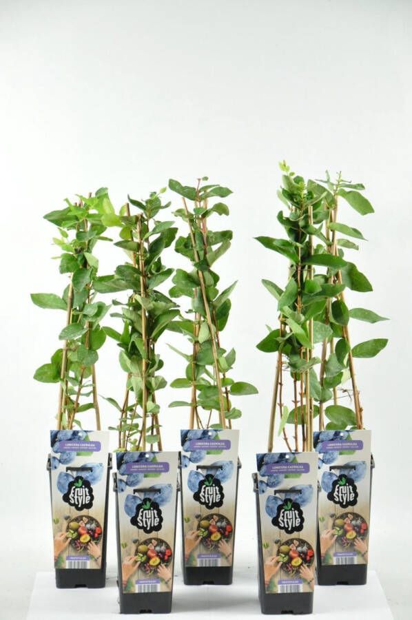 Fruit Plants Fruitplanten set van 5 stuks Lonicera caerulea (Honingbes) hoogte 30-40 cm