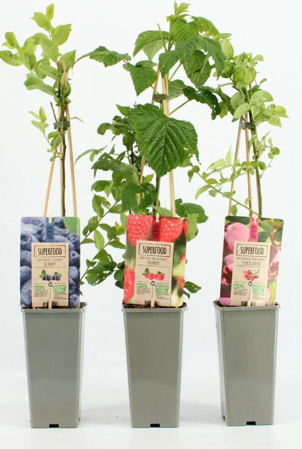 Fruit Plants Fruitplanten Superfood mix set van 3 verschillende soorten Superfood fruit hoogte 30-40 cm