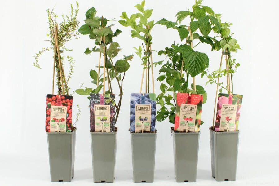 Fruit Plants Fruitplanten Superfood mix set van 5 verschillende soorten Superfood fruit hoogte 30-40 cm