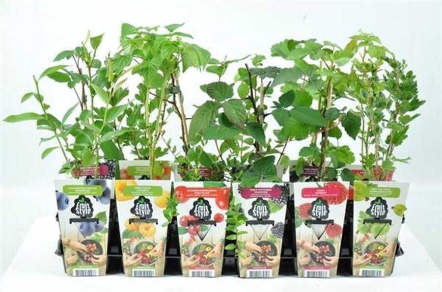 Fruit Plants Mini Fruitplanten mix set van 8 verschillende soorten fruit hoogte 30-40 cm