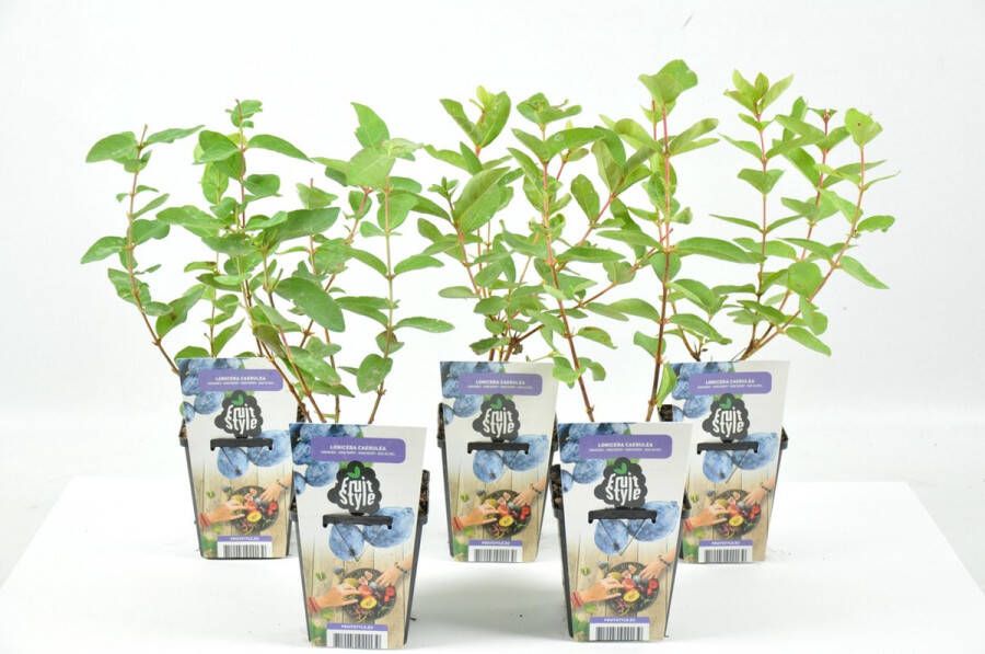 Fruit Plants Mini Fruitplanten set van 5 stuks 'Lonicera caerulea' (Blauwe Honingbes) hoogte 30-40 cm