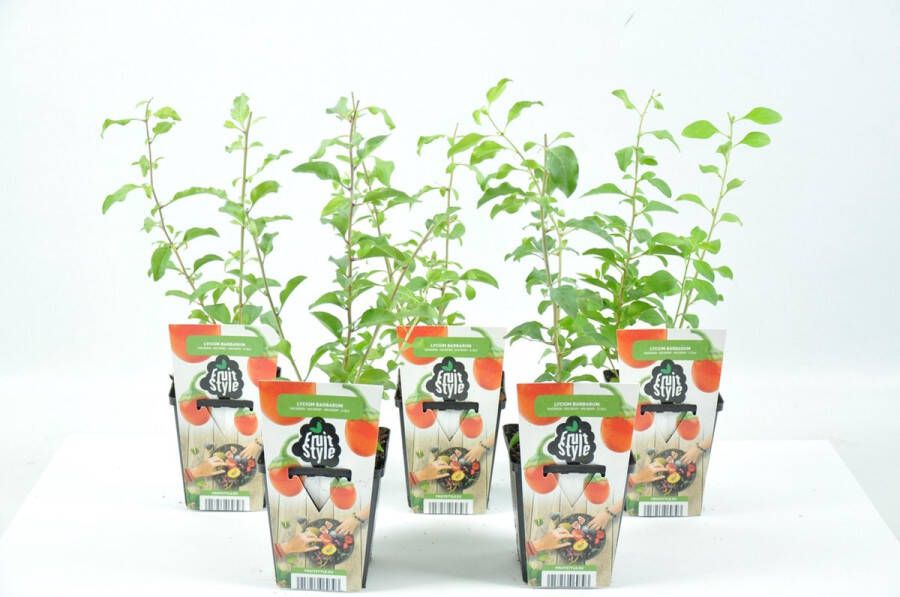 Fruit Plants Mini Fruitplanten set van 5 stuks 'Lycium Barbarum' (Rode Boksdoorn) hoogte 30-40 cm