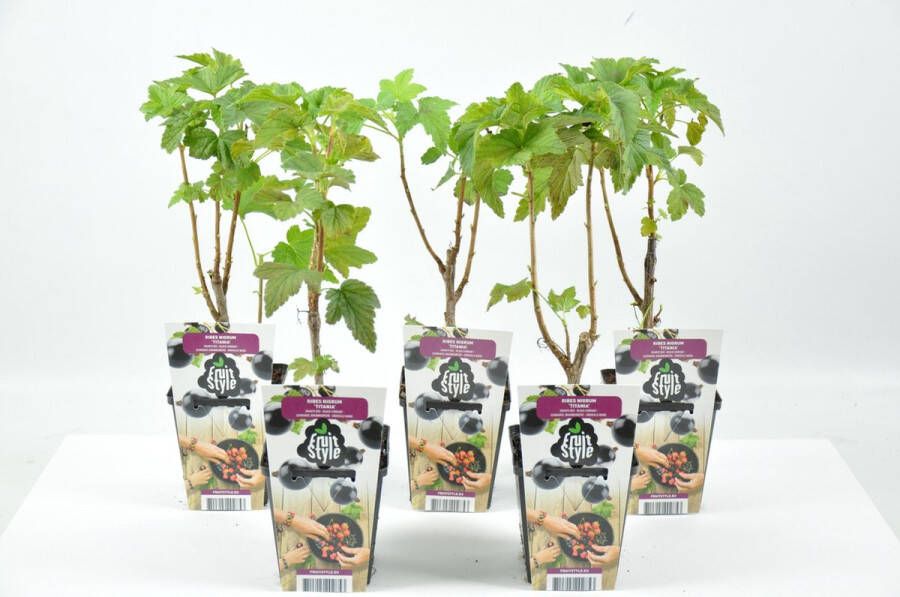 Fruit Plants Mini Fruitplanten set van 5 stuks Ribes nigrum 'Titania' (Aalbes) hoogte 30-40 cm