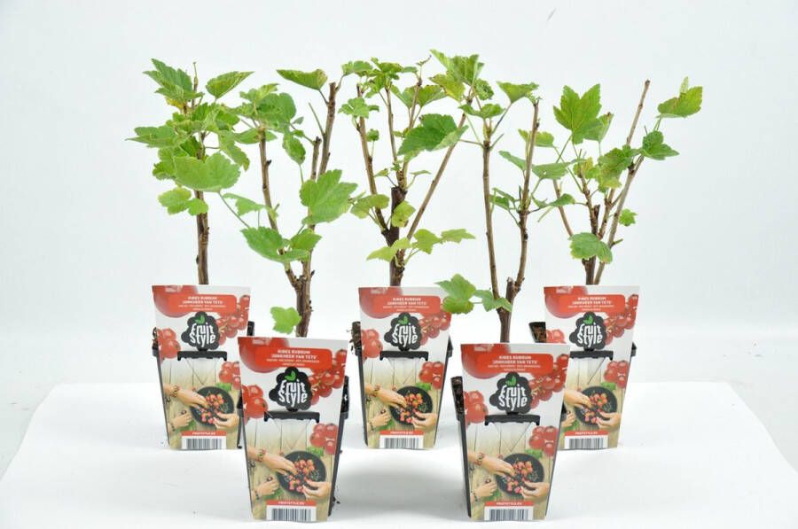 Fruit Plants Mini Fruitplanten set van 5 stuks Ribes rubrum 'Jonkheer van Tets' (Aalbes) hoogte 30-40 cm