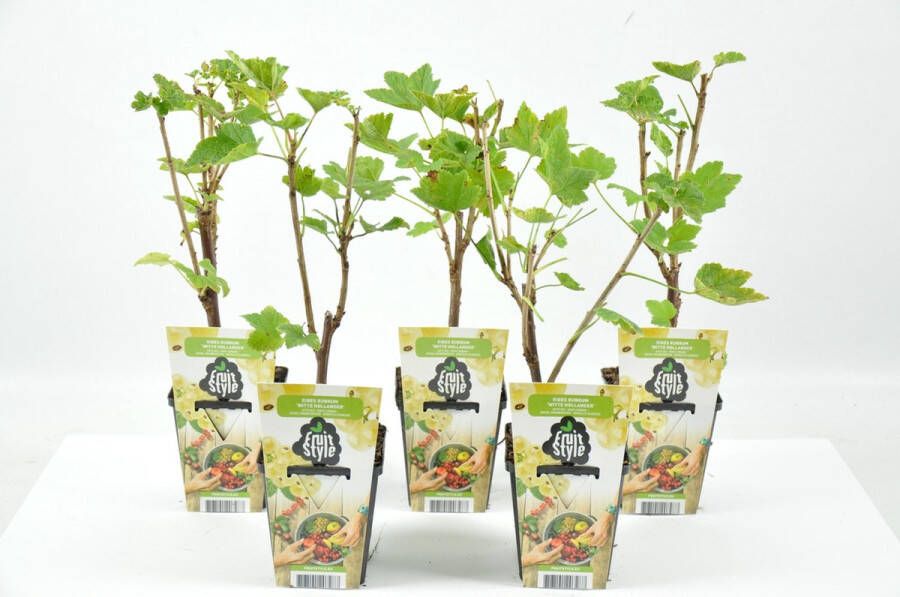 Fruit Plants Mini Fruitplanten set van 5 stuks Ribes rubrum 'Witte Hollander' (Aalbes) hoogte 30-40 cm