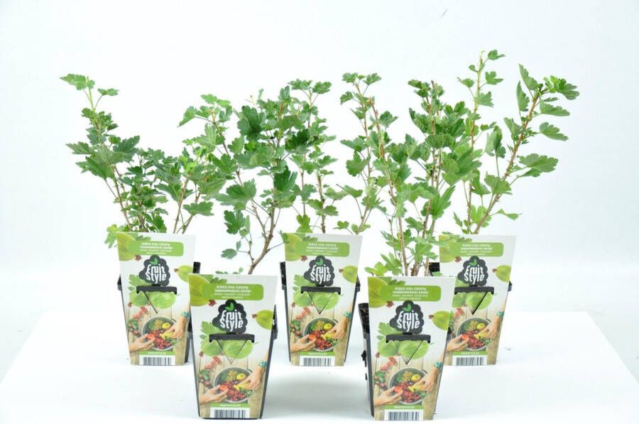 Fruit Plants Mini Fruitplanten set van 5 stuks Ribes uva-crispa Hinnonmaeki Grön (Groene Kruisbes) hoogte 30-40 cm