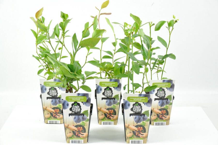 Fruit Plants Mini Fruitplanten set van 5 stuks Vaccinium corymbosum 'Goldtraube' hoogte 30-40 cm