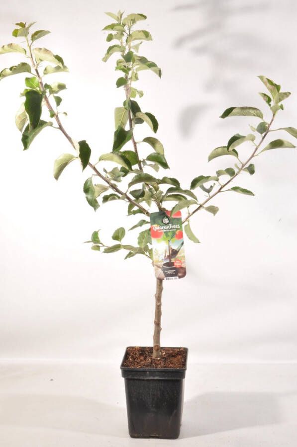 Fruit Plants Patio Appelboom Malus domestica 'Jonagold' Fruitboom – hoogte 90 100 cm