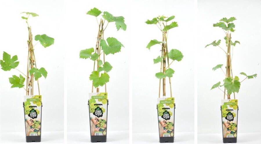 Fruit Plants Witte Druiven fruitplanten mix set van 4 verschillende soorten Witte Druiven hoogte 30 40 cm