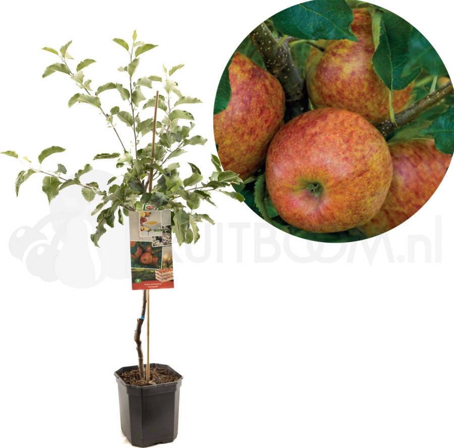 Fruithof Appelboom Jonagold Malus domestica Jonagold Rode handappel laagstam 150cm