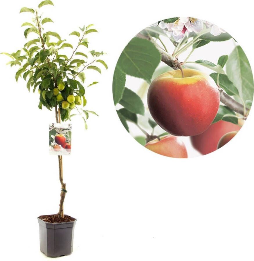 Plantenwinkel.nl Appelboom Elstar (Malus Domestica "Elstar") fruitbomen In 7 liter pot 1 stuks