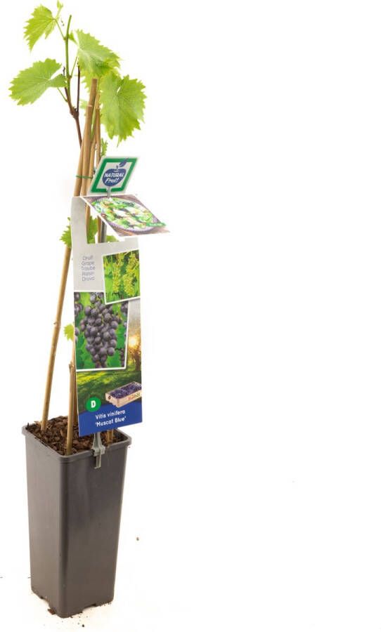 Fruithof Blauwe druivenplant Vitis vinifera Muscat Blue Grote blauwe tafel- en wijndruif hoogte 60cm potmaat Ø11cm