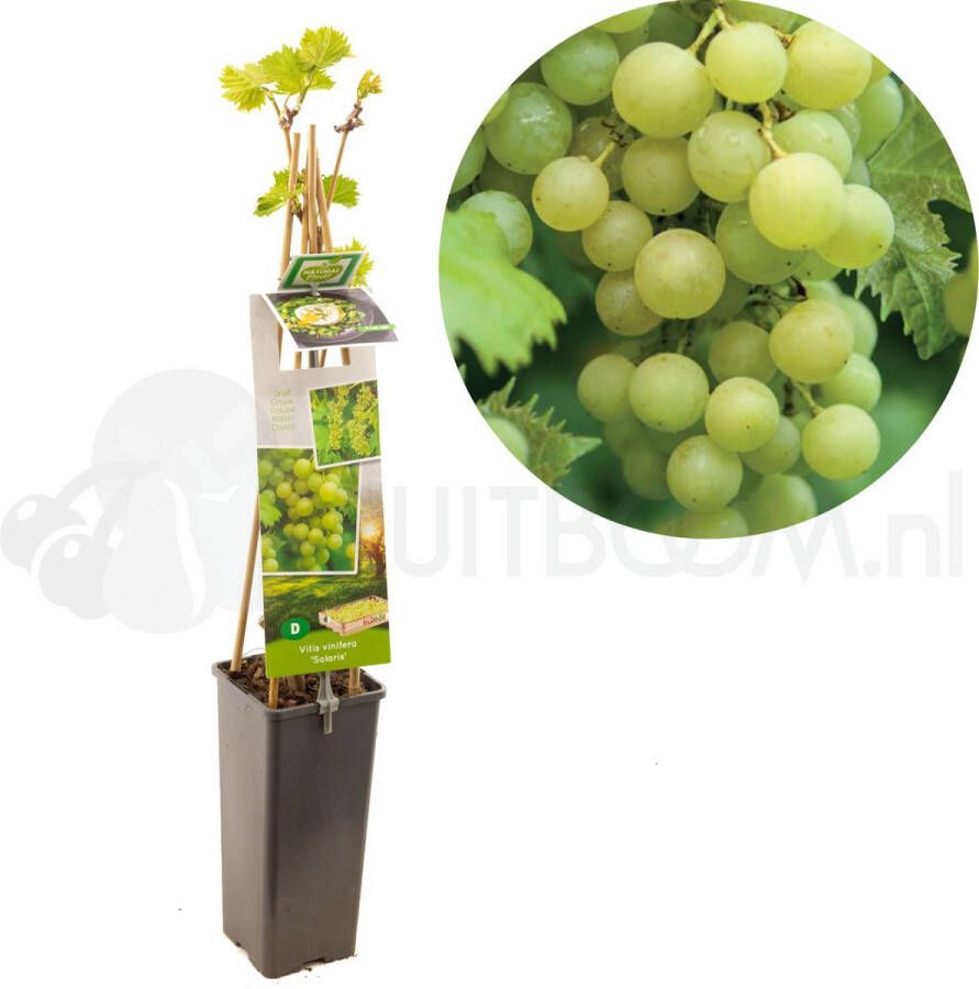 Fruithof Druivenstruik witte druif Vitis vinifera Solaris druivenplant tafel- en wijndruif Vroege oogst Hoog resistent voor meeldauw en botrytis