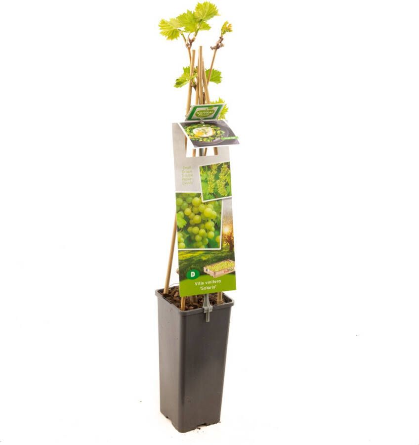 Fruithof Druivenstruik witte druif Vitis vinifera Solaris druivenplant tafel- en wijndruif Vroege oogst Hoog resistent voor meeldauw en botrytis