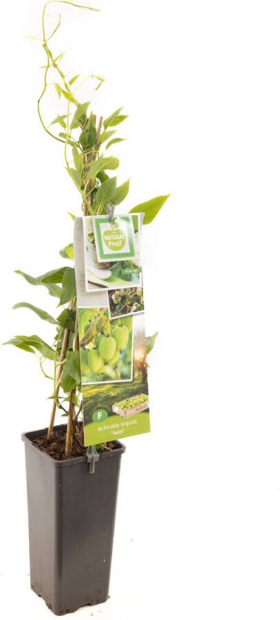 Fruithof Kiwi plant Actinidia arguta Issai zelfbestuivende mini kiwi kleinfruit zelf fruit kweken fruitstruik