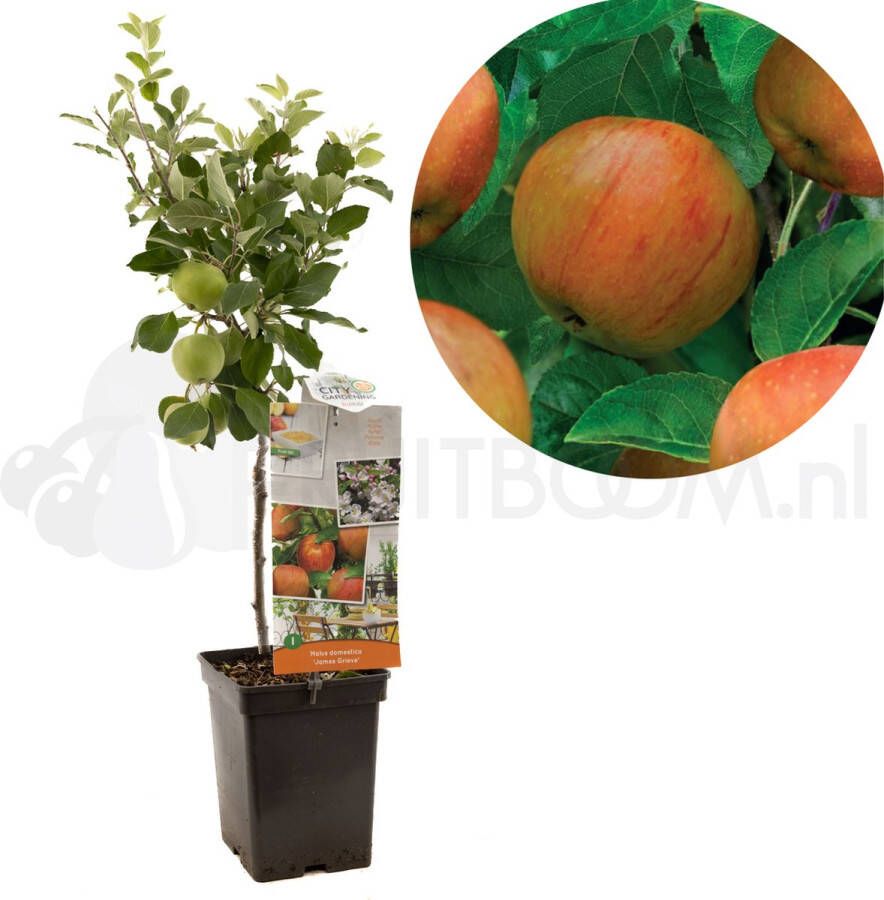 Plantenwinkel.nl Appelboom James Grieve (malus domestica "James Grieve") fruitbomen