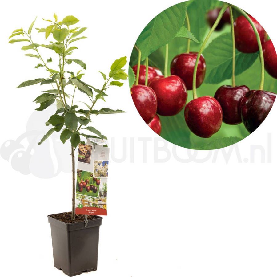 Plantenwinkel.nl Kersenboom (prunus avium "Regina") fruitbomen