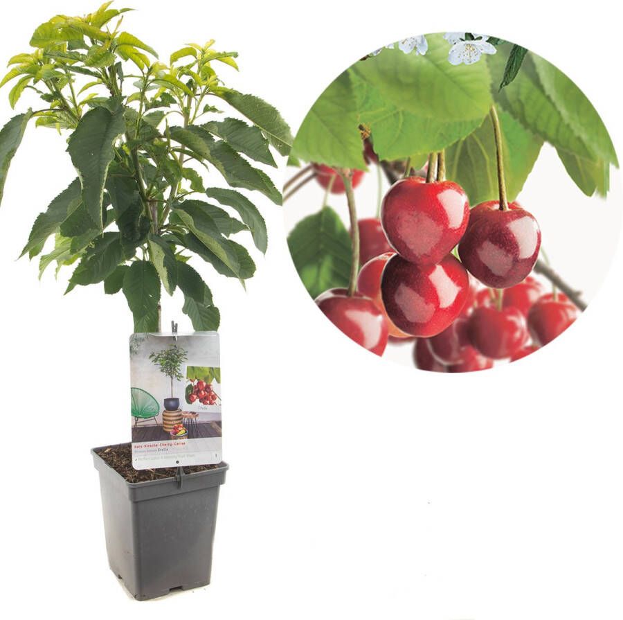 Plantenwinkel.nl Kersenboom (prunus avium "Stella") fruitbomen