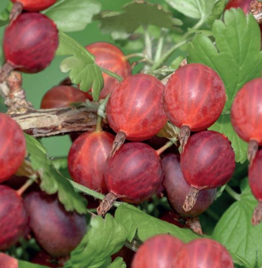 Fruithof Ribes uva-crispa HinnonmÃ¤ki RÃ¶d rode kruisbes -bessenstruik kleinfruit fruitstruik plant eigen fruit kweken
