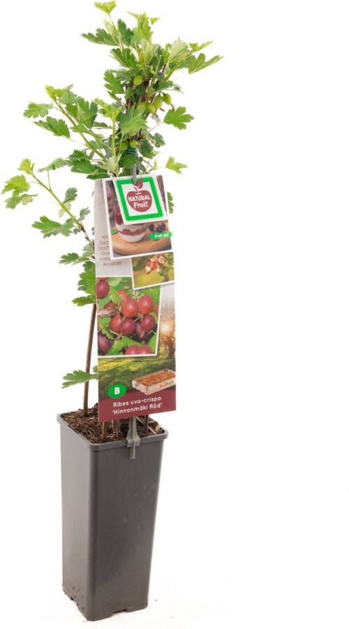 Fruithof Ribes uva-crispa HinnonmÃ¤ki RÃ¶d rode kruisbes -bessenstruik kleinfruit fruitstruik plant eigen fruit kweken