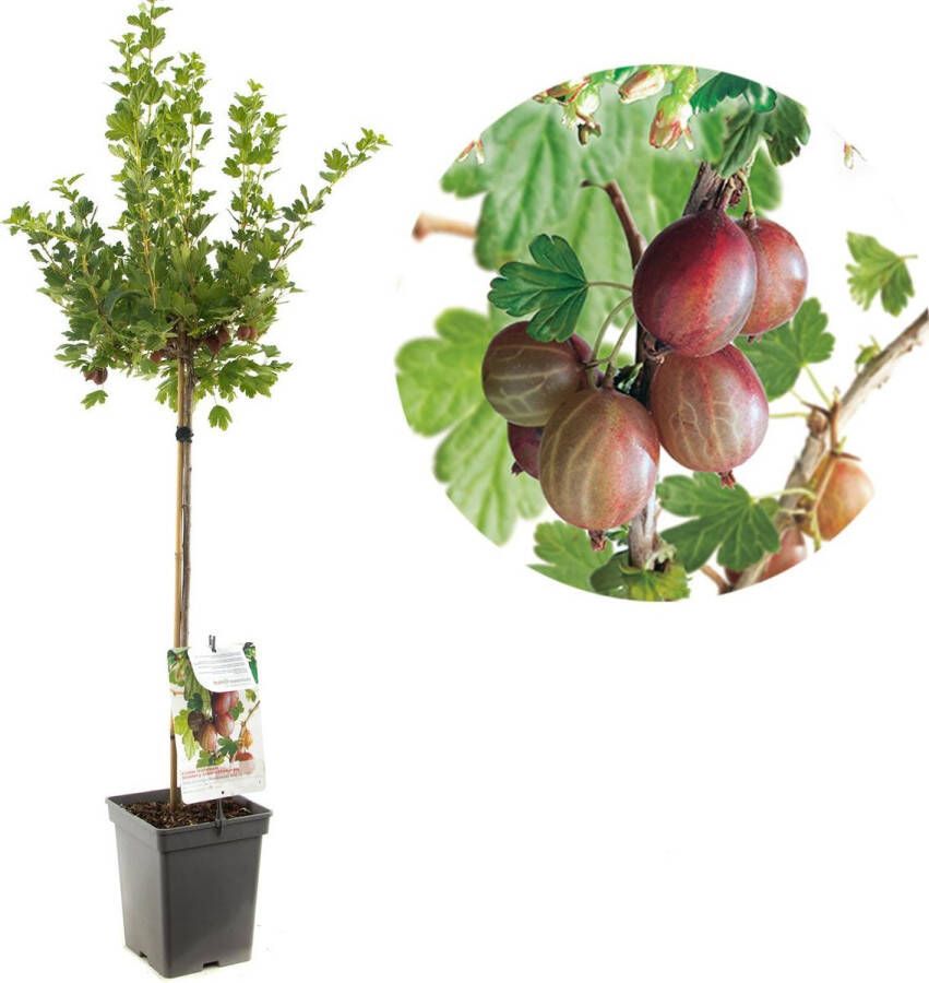 Plantenwinkel.nl Rode kruisbes op stam (ribes uva crispa "Hinnonmäki Röd") fruitplanten