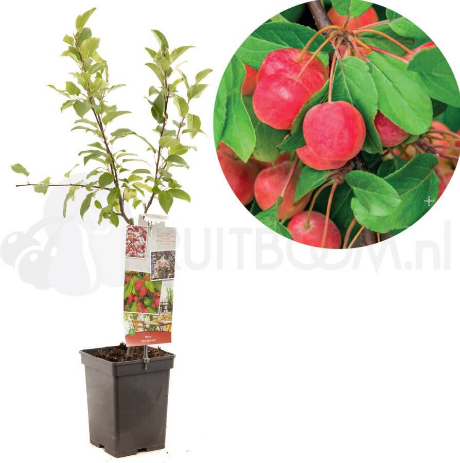 Fruithof Rode sierappel appelboom Malus Red Sentinel patio ca. 90 cm hoog potmaat Ø18cm