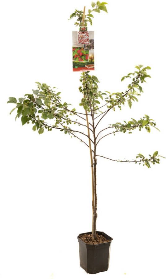 Fruithof Rode sierappel Malus red sentinel laagstam fruitboom appelboom ca. 160cm hoog